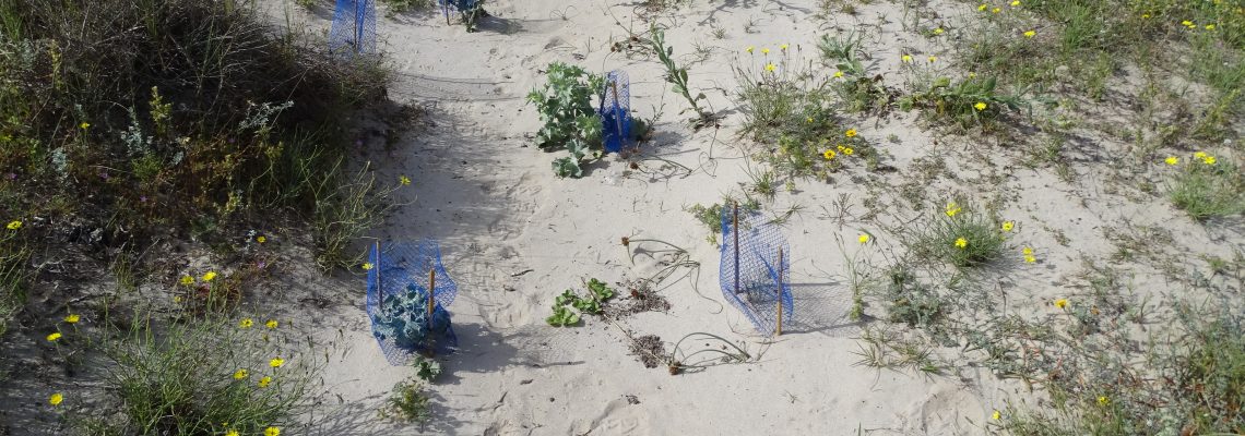 Estado de las plantaciones de vegetación dunar (2)
