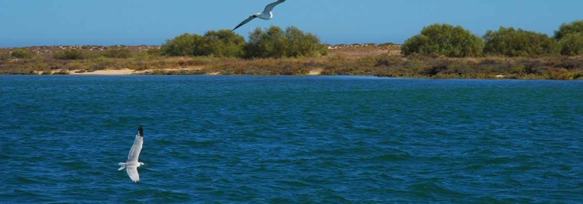 Gaviota de Audouin junto a la isla de Tavira