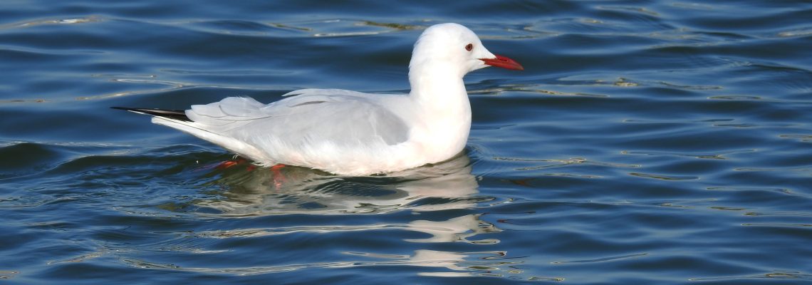 Gaviota picofina (Larus genei) Gaviota picofina (Larus genei)