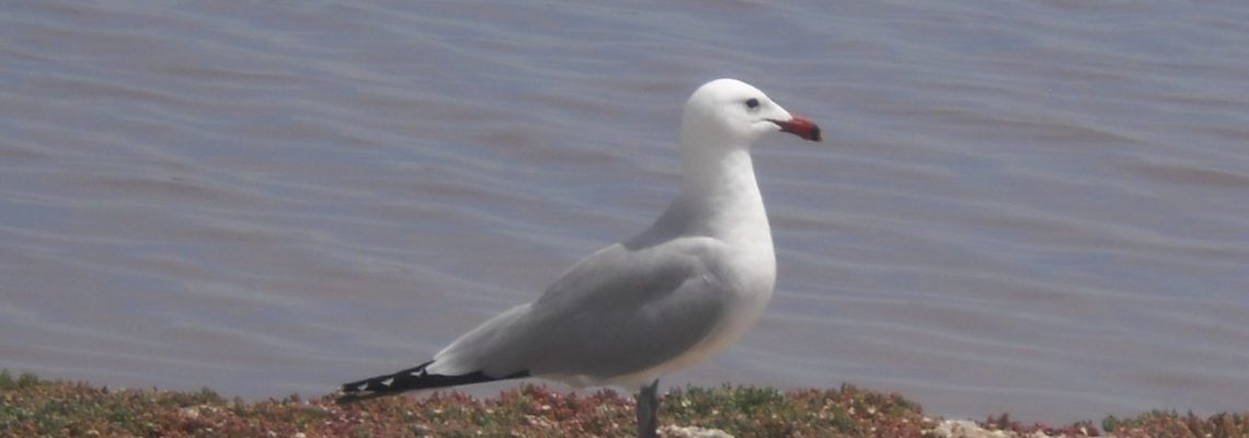 Gaviota_Audouin Gaviota_Audouin
