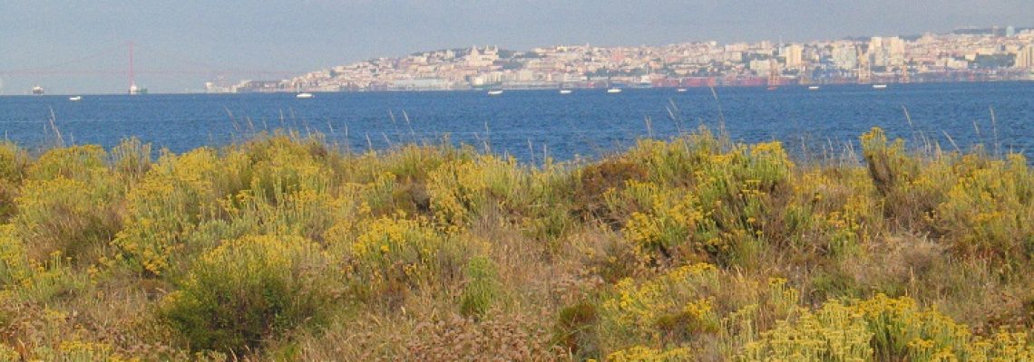 Vegetação dunar na área das salinas, com a cidade de Lisboa em fundo