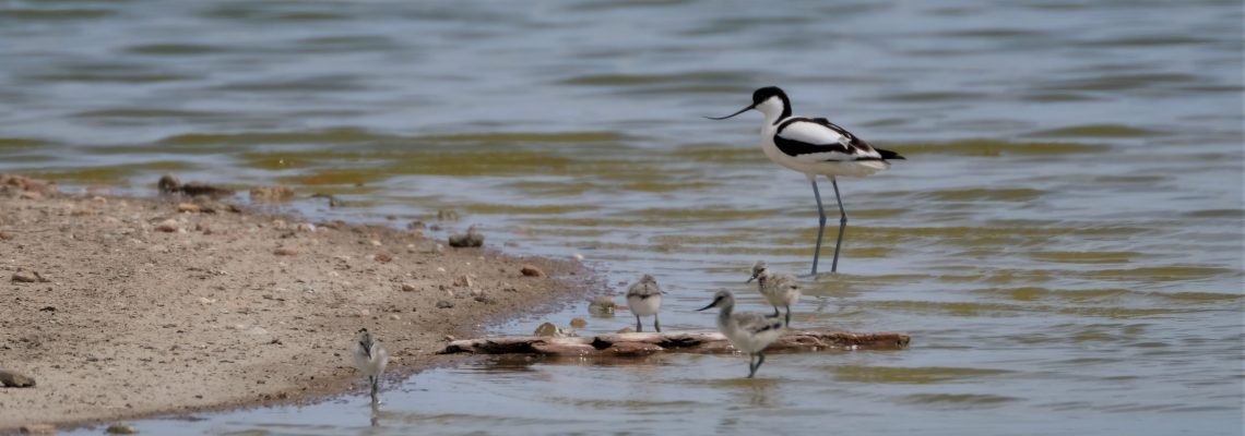 avoceta