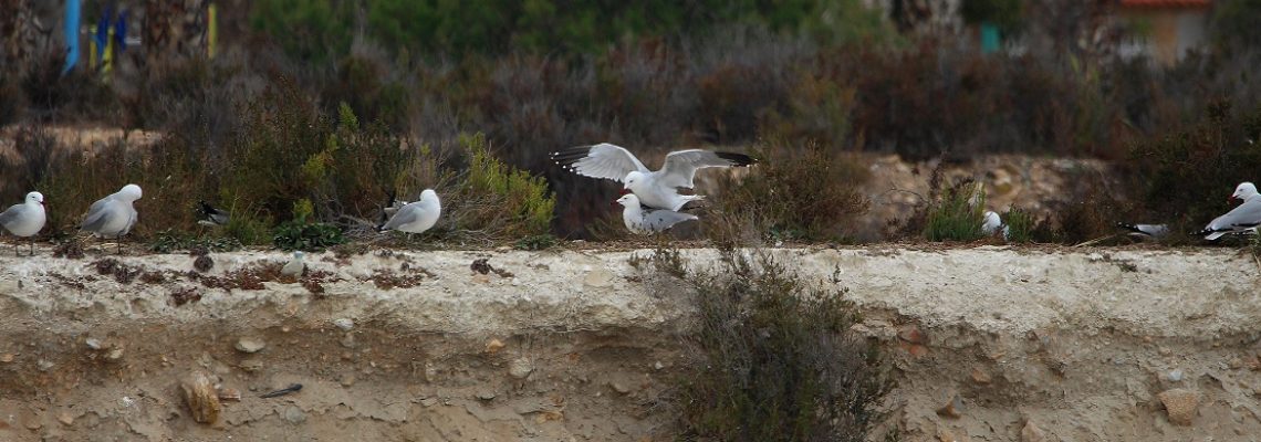 copula_gaviota2 copula_gaviota2